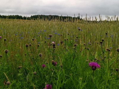 Holiday house 6 Personen Ferienhaus in Fjerritslev - Outdoor photo 8