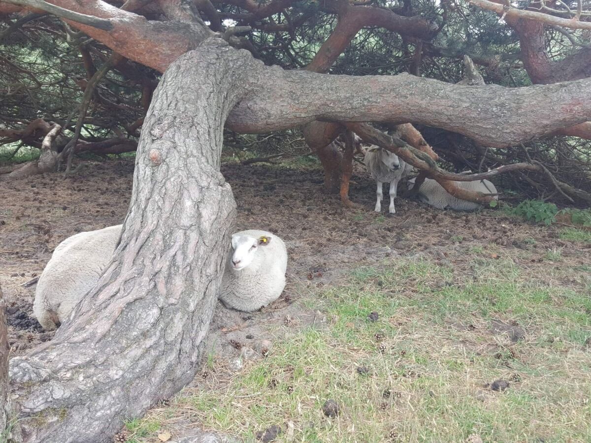 Holiday house 6 person holiday home - Outdoor photo 4