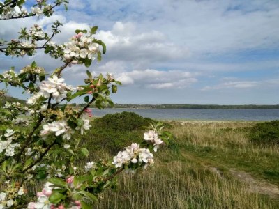 Holiday house 4 person holiday home in Rønde-By Traum - Outdoor photo 8