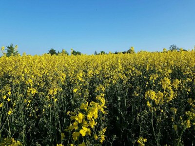 Holiday house 6 Personen Ferienhaus in Tranekær-By Traum - Outdoor photo 26