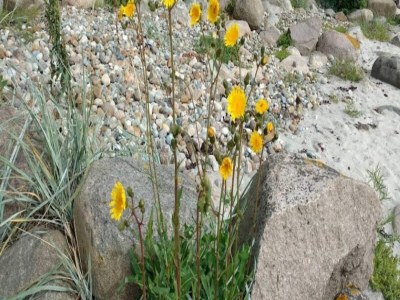 Holiday house 6 person holiday home in Rudkøbing-By Traum - Outdoor photo 19