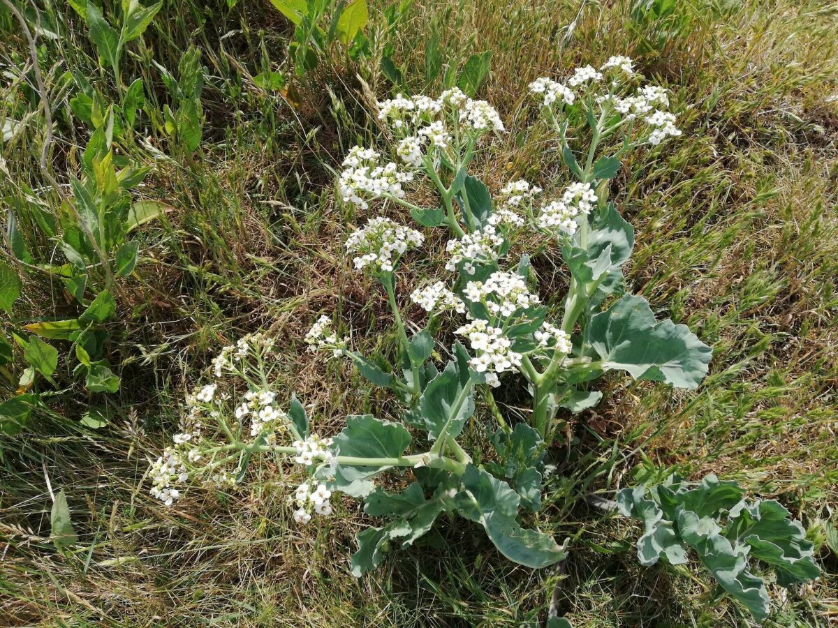 Holiday house Panoramic Retreat in Borgnaes - By Traum Ferienwohnungen - Outdoor photo 5