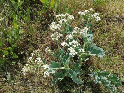 Holiday house Panoramic Retreat in Borgnaes - By Traum Ferienwohnungen - Outdoor photo 5