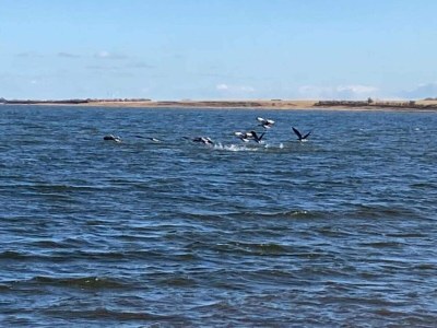 Holiday house Gemutliche Kustenhutte Ruckzugsort-By Traum - Outdoor photo 20