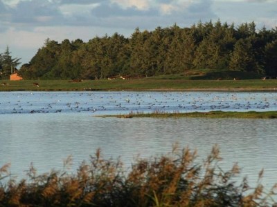 Holiday house Gemutliche Kustenhutte Ruckzugsort-By Traum - Outdoor photo 21