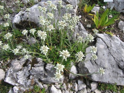 Holiday apartment Haus Jaeger - Environment photo 16