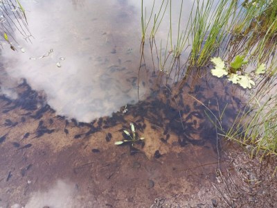 Holiday house Cozy Log Cabin Retreat-By Traum - Outdoor photo 36