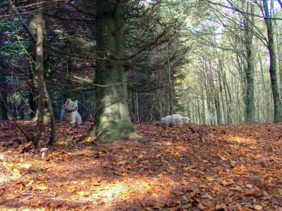 Holiday house 6 Personen Ferienhaus in Toftlund-By Traum - Outdoor photo 6
