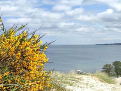 Holiday house Secluded Haven in Hvidbjerg - By Traum Ferienwohnungen - Outdoor photo 34