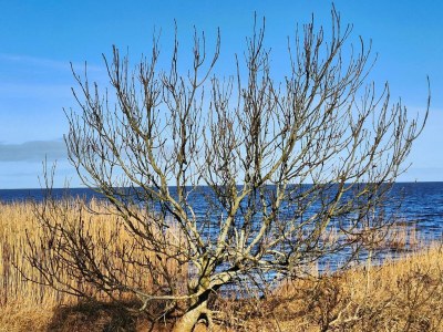 Holiday house Ruhiger Strand-Ruckzugsort-By Traum - Outdoor photo 21