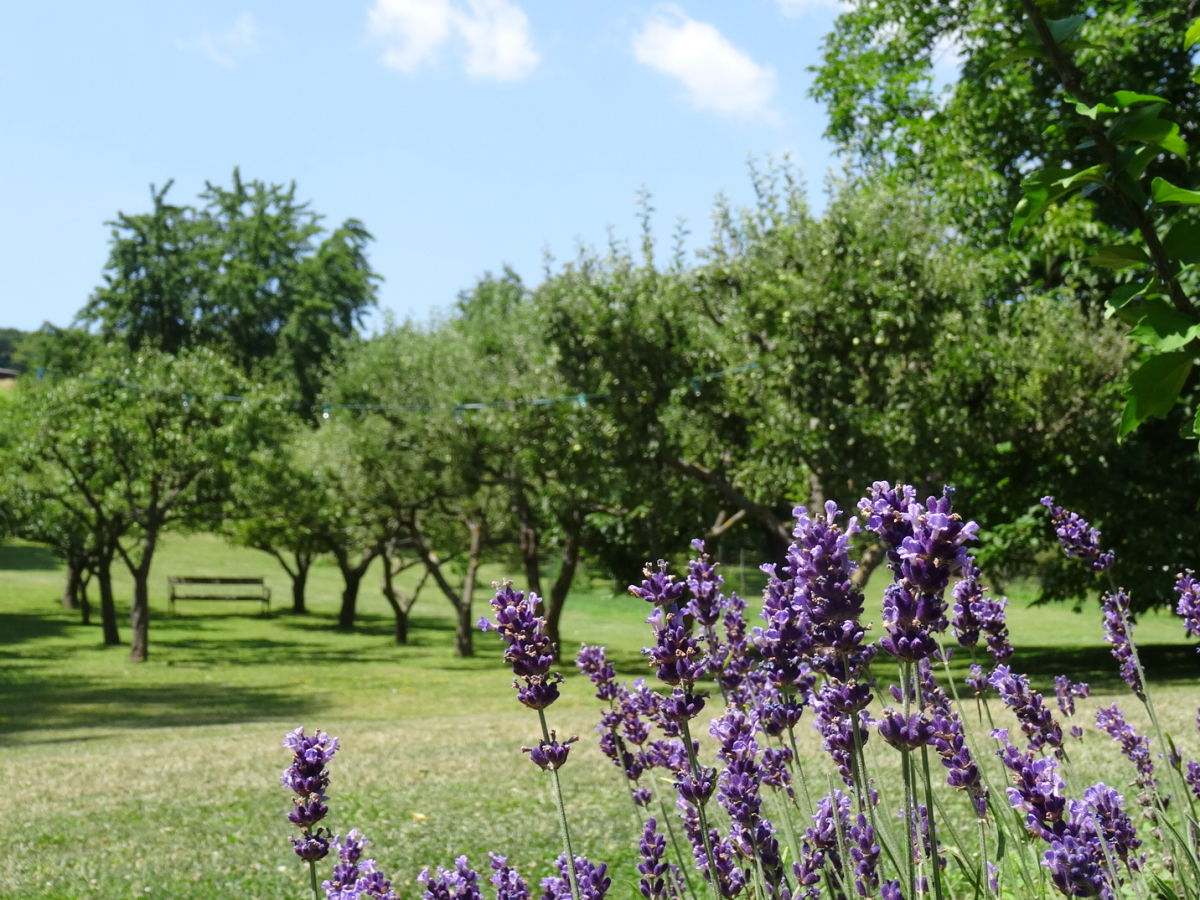 Holiday apartment 3 Weingut Hauerhof 99 - Outdoor photo 4