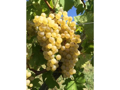 Holiday apartment 3 Weingut Hauerhof 99 - Document photo 16