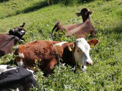 Holiday apartment Fewo Löwenzahn - Environment photo 36