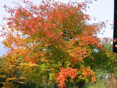 Apartment Aronia - Environment photo 16