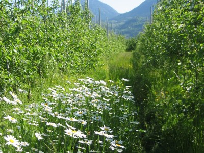 Apartment Aronia - Environment photo 17