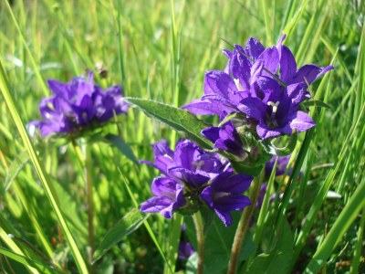 Apartment Aronia - Environment photo 20