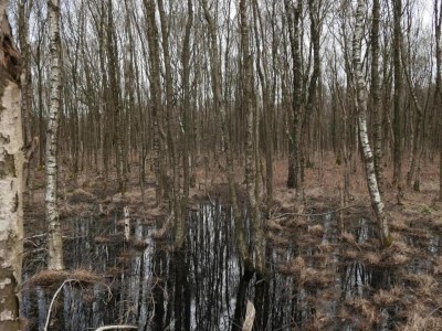 Holiday park Gemütliches Ferienhaus in Twente - Environment photo 22