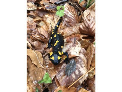 Holiday apartment Oberkreuth - Environment photo 40