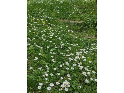 Holiday house Holiday home Becker, Konz - Outdoor photo 7