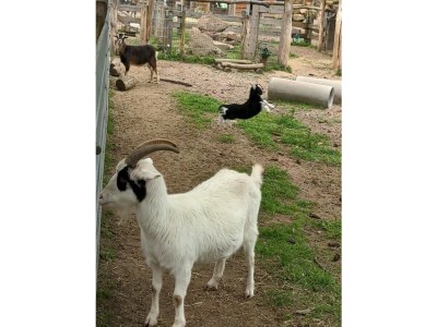 Holiday house Holiday home Becker, Konz - Environment photo 38