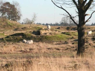 Holiday house Unique holiday home in Noordwolde with garden - Environment photo 30
