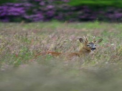 Holiday house Unique holiday home in Noordwolde with garden - Environment photo 34