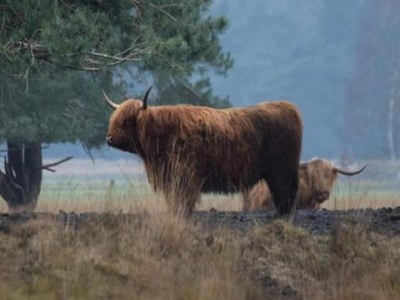 Holiday house Unique holiday home in Noordwolde with garden - Environment photo 38