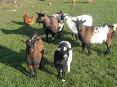 Chalet Chalet Kerkwerve - ZE897 - Environment photo 15