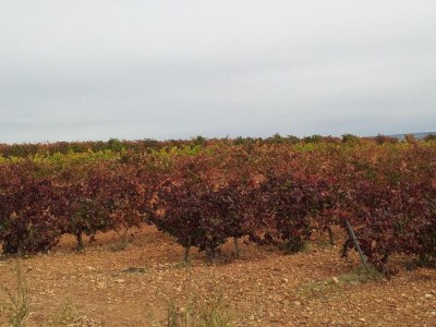 Farmhouse Ferienhaus in der Nähe von Palencia - Environment photo 31