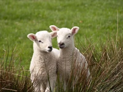 Holiday house Texel by the forest, beach, bathtub / jacuzzi 1 - Environment photo 17
