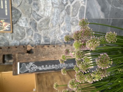 Apartment Wohnung Nr. 1  "Adlernest" - Outdoor photo 21