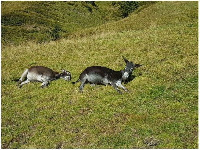 Apartment Appartment  Wohn/Schlafbereich/DU/WC "2" - Outdoor photo 70