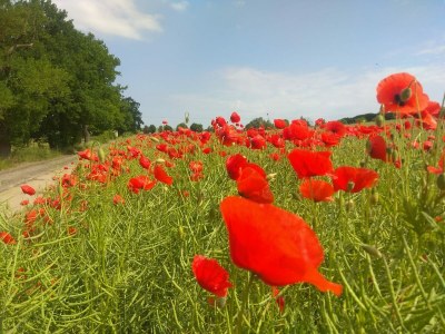 Holiday house No title - Environment photo 36