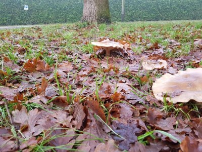 Holiday park Hotelzimmer in Arcen neben Thermaalbad - Environment photo 17