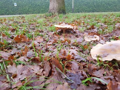 Holiday park Hotelzimmer in Arcen neben Thermaalbad - Environment photo 38