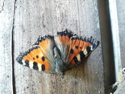 Holiday house 2 auf dem Ferienhof Zollfrank - Environment photo 33