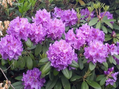 Holiday house 2 auf dem Ferienhof Zollfrank - Environment photo 37