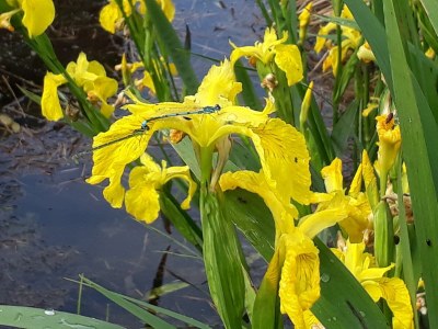 Holiday house 2 auf dem Ferienhof Zollfrank - Environment photo 39