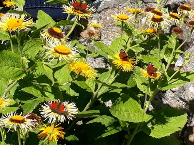 Holiday house 2 auf dem Ferienhof Zollfrank - Environment photo 40