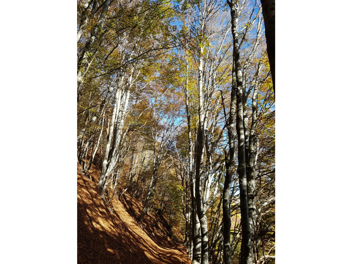 Alpine hut Villaggio Paradiso Michele - Outdoor photo 3