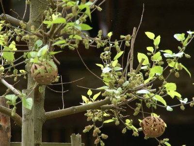 Holiday apartment "Im alten Hof" - Outdoor photo 8