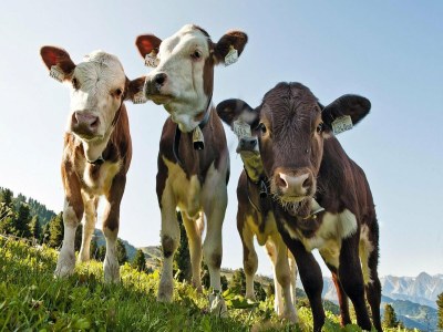 Apartment Chalet im Hohe Tauern mit Panoramablick - Outdoor photo 31