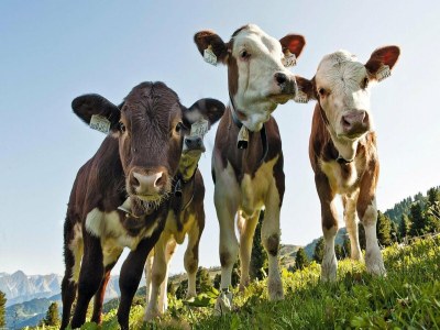 Apartment Chalet im Hohe Tauern mit Panoramablick - Outdoor photo 32