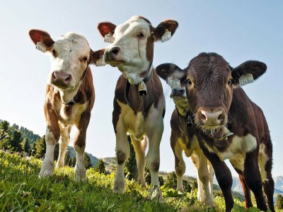 Apartment Chalet in Hohe Tauern with Panoramic Views - Outdoor photo 10