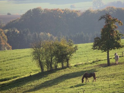 Apartment 6-Betten Ferienhaus "Herrenhaus" in Feilsdorf - Apartment
