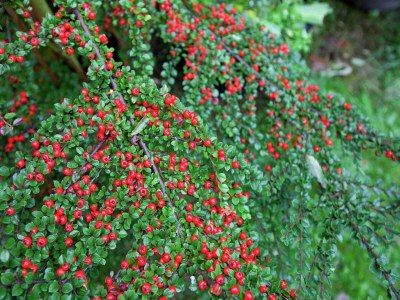 Apartment Gemütliches Apartment in Kerpen mit Garten - Environment photo 30
