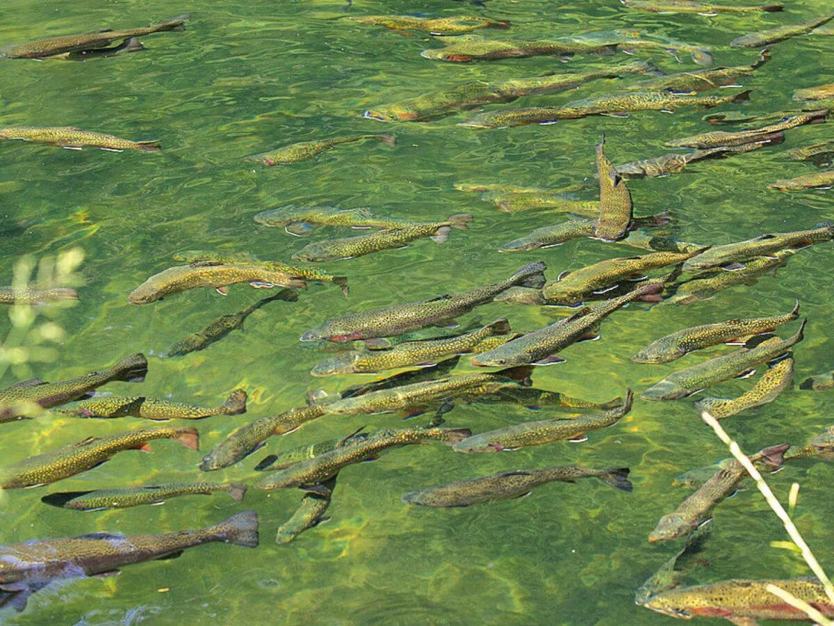 Apartment Apartment in Alsace with Nature Retreat - Outdoor photo 2