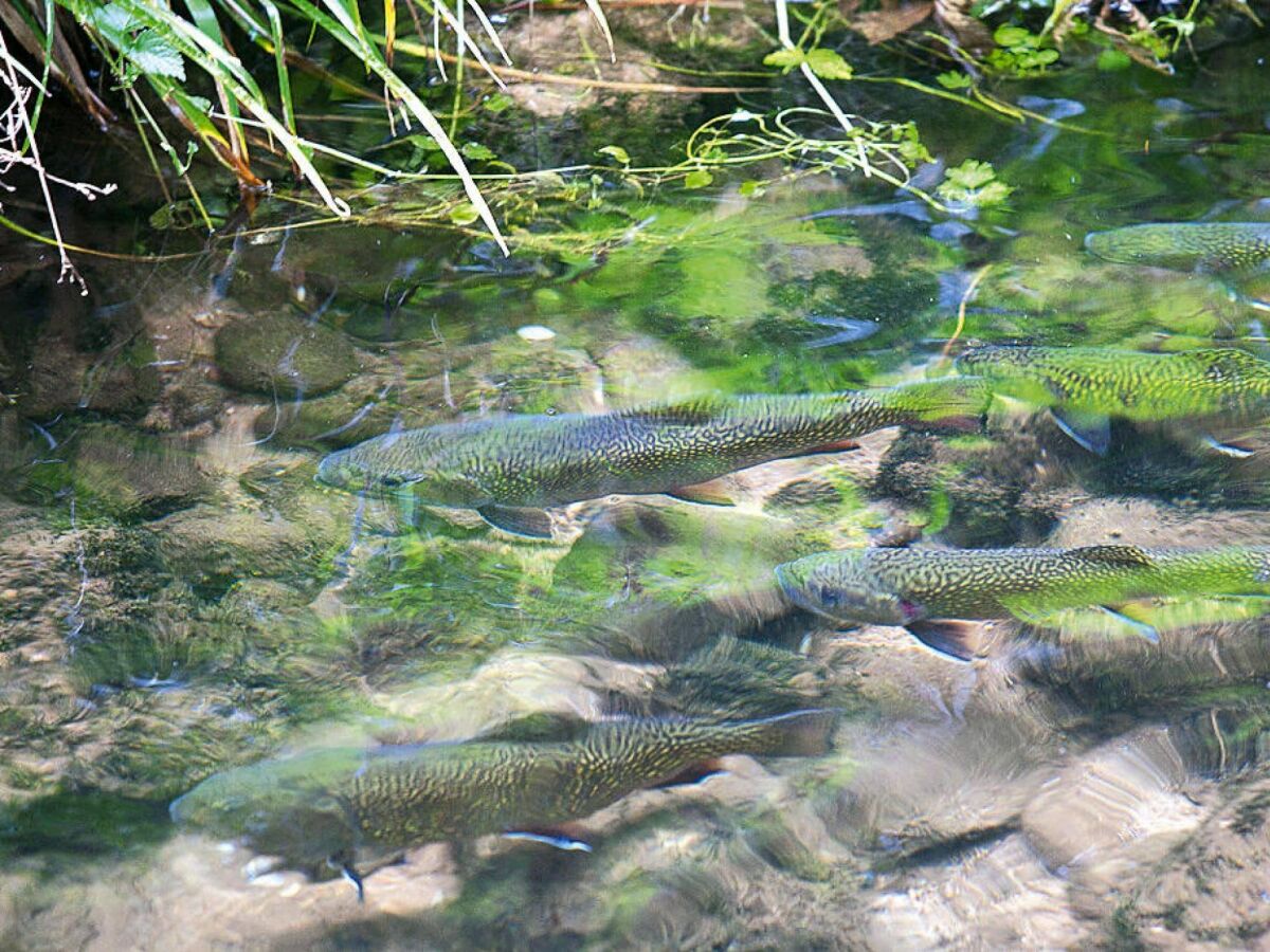 Apartment Apartment in Alsace with Nature Retreat - Outdoor photo 4