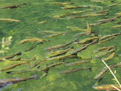 Apartment Apartment in Alsace with Nature Retreat - Outdoor photo 2