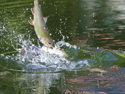 Apartment Apartment in Alsace with Nature Retreat - Outdoor photo 8